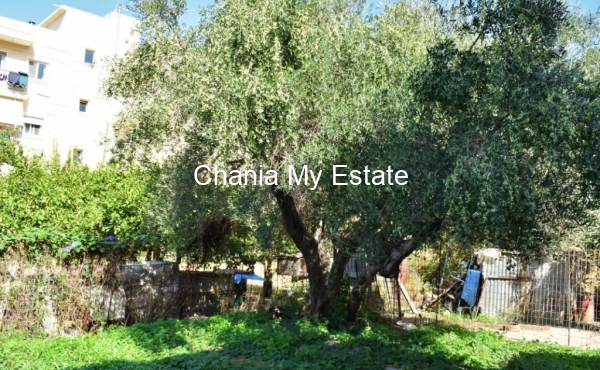 Traditional House Garden